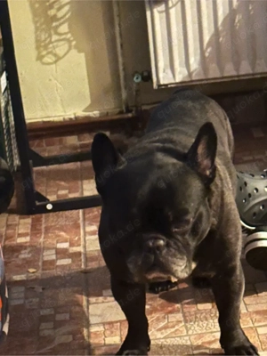 franzosisch bulldogger