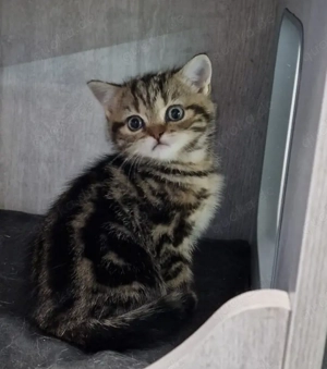 Zauberhafter BKH-Junge in black golden tabby classic vom Züchter
