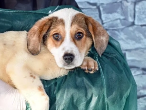 Rox sucht ihr Zuhause