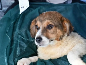 Rafano sucht sein Zuhause