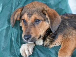 Rafiki sucht sein Zuhause