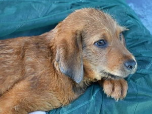 Ramen sucht sein Zuhause