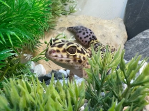 Drei Grannys suchen ein zu hause !