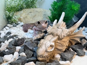 Süsses Eclipse Weibchen 