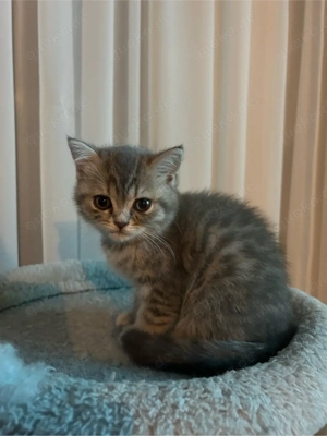 Britisch Kurzhaar Kätzchen