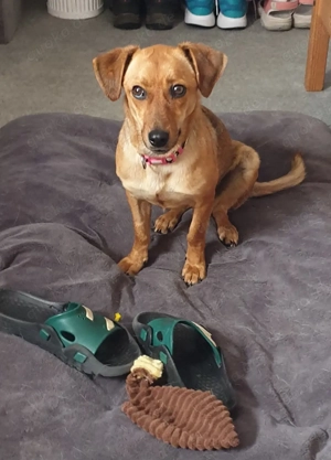 Kleiner Goldschatz Ami sucht ihr  Für-Immer-Zuhause! 