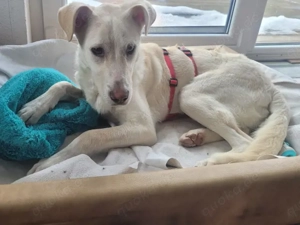 Baran sucht sein Zuhause