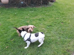 Poldi sucht sein Zuhause