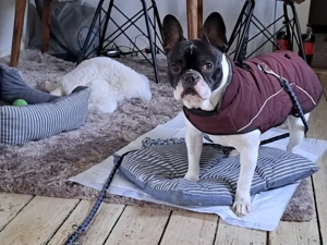 Poldi sucht sein Zuhause