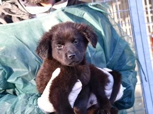 Pluto sucht sein Zuhause (noch auf Sardinien)