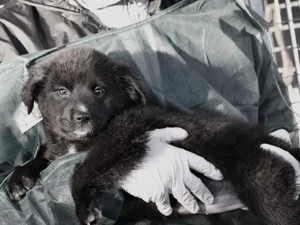 Phoenix sucht sein Zuhause (noch auf Sardinien)