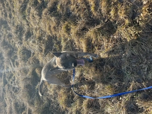 Boxer-Husky Mix sucht für immer zu Hause