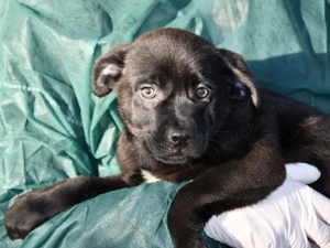 Pietro sucht sein Zuhause (noch auf Sardinien)