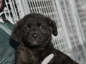 Pedro sucht sein Zuhause (noch auf Sardinien)