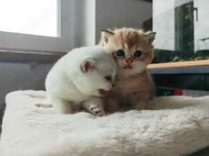 BKH Kitten reinrassig in Golden-Shaded und Silver- Shaded