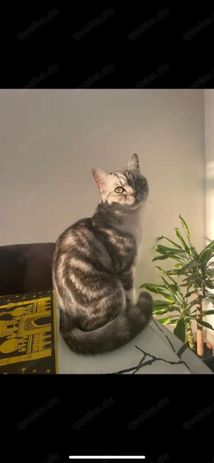 BKH mädchen in Classic 