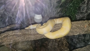 1.0 Königspython Albin Enchi