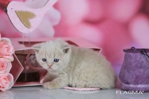 BKH   Britisch Kurzhaar Babys