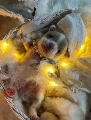 Französische Bulldoggen Welpen - typvoll