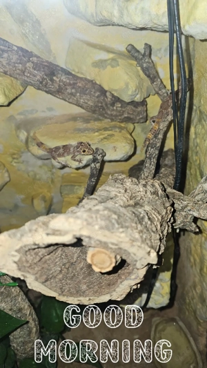 1.1 Strophurus ciliaris Nörd. Stachelschwanzgecko