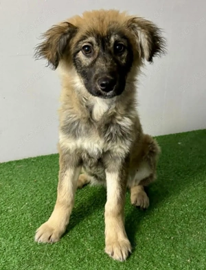 Bildhübsches Welpenmädchen Bibbi