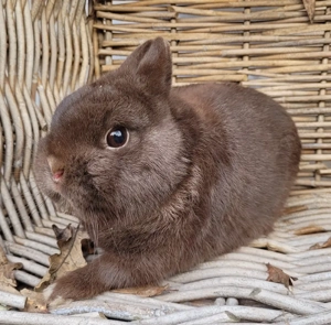 Liebe soziale Kaninchen Kastrate 0-5Jahre suchen Zuhause-geimpft 