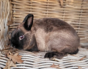 Liebe soziale Kaninchen Kastrate 0-5Jahre suchen Zuhause-geimpft 