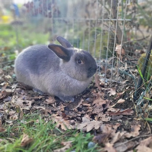 Liebe soziale Kaninchen Kastrate 0-5Jahre suchen Zuhause-geimpft  Bild 3