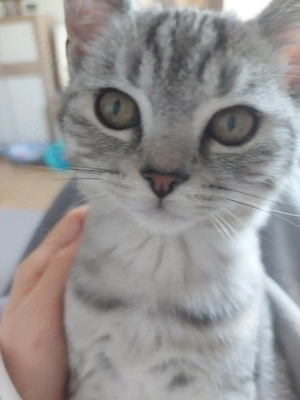 5 Monate alter Kater abzugeben 