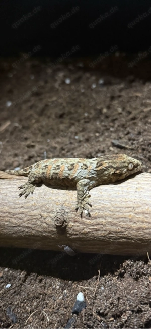 Rhacodactylus Leachianus Nuu Ami 0.0.1