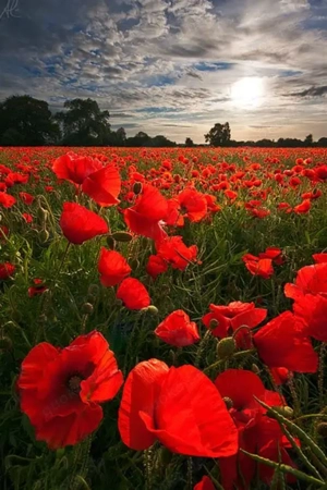 Wir suchen Haus zu Mieten 