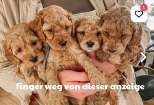 Cavapoo Mini Welpen: Finger weg!