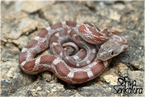 Erdnatter-Nachzuchten 2025 (Rusty, Hypo Rusty)