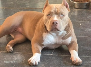 American Bully Hündin 