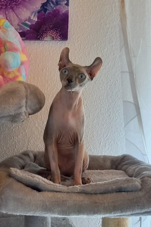 Lieber Sphynx Kater, privat