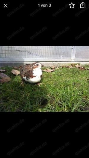 Legereife wachteln !