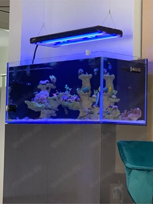 Meerwasseraquarium Poolbecken 