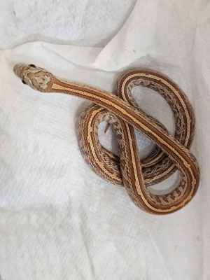 2.2 Anery und Toffee Tessera Kornnatter NZ25 