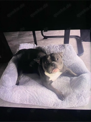 American Exotic Bully Hündin, 1 Jahr 8 Monate alt Bild 2