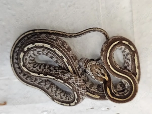 1.10 Toffee Tessera Kornnatter NZ25 