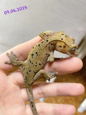 Kronengecko Dalmatian Männchen(1.0)