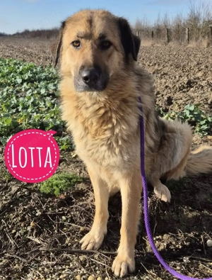 Lotta, wunderhübsche, liebe, verschmuste und große Mischlingshündin, Sarplaninac Schäferhund