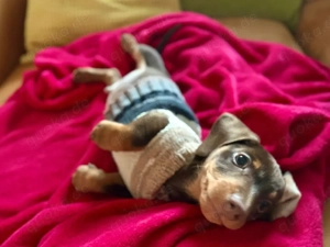 wunderschöne Zwerg-Kaninchendackel suchen ihre Familie Bild 3