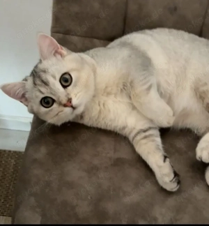 Deckkater BKH Grau Minho