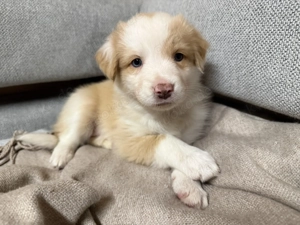 Australien Shepherd -Border Collie Welpen 