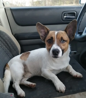 Aktiver COOPER sucht seine Familie!