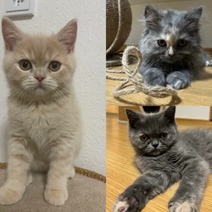 BKH (Britisch Kurzhaar) und Perser Kätzchen (Sofort abholbereit)