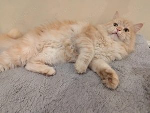 Süsse Maine coon Katze weiblich 