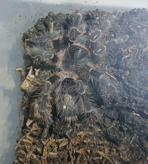 Vogelspinne G.pulchripes 
