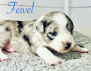 Therapiehundelinie - Welpen - Mini (Toy) Australian Sheperd Mix